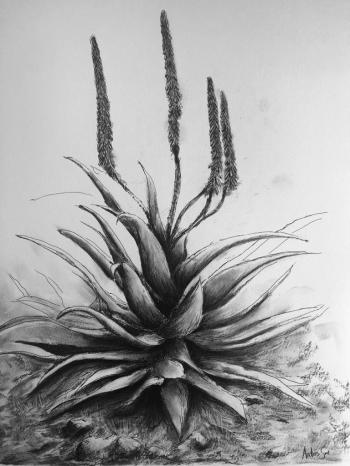 Aloe by Andries Smit